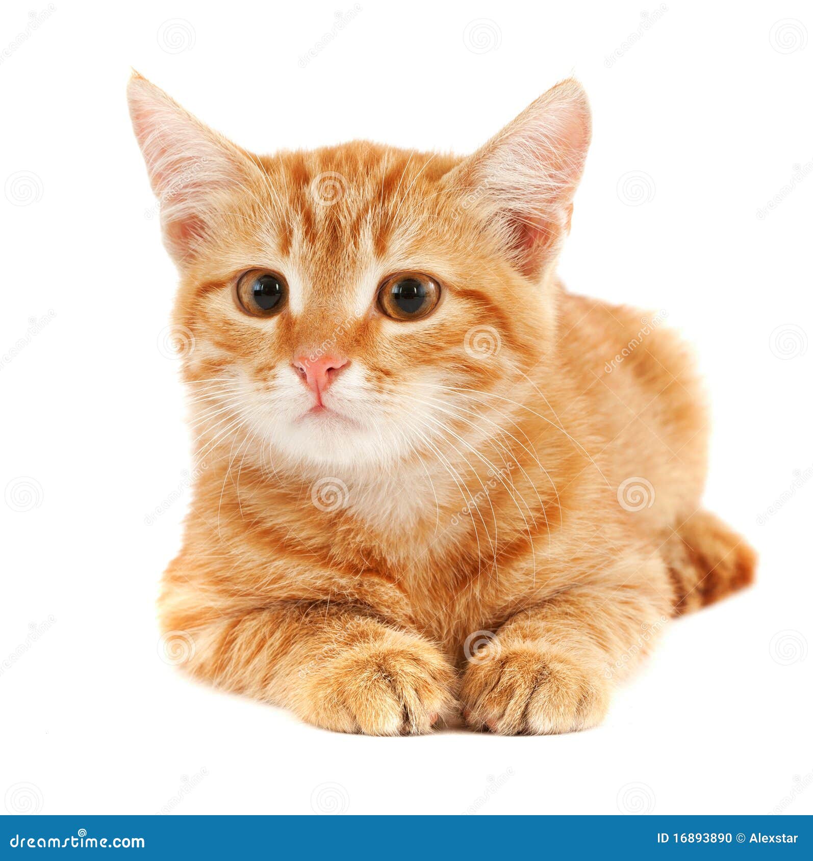 Cute Red Cat Stock Photo - Image: 16893890