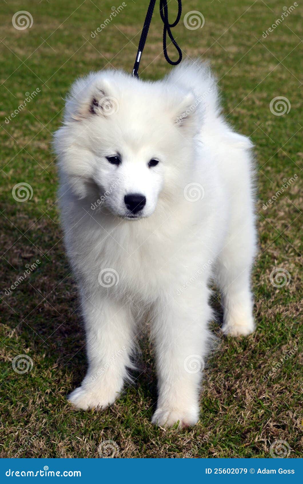 What are some traits of miniature Samoyed puppies?