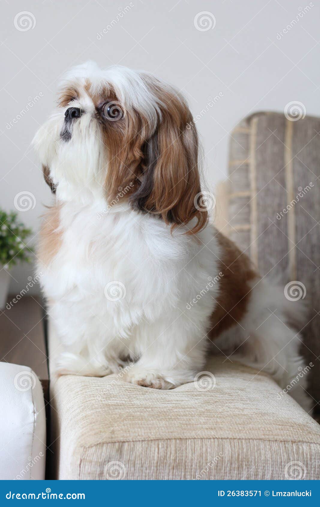 cute male shih tzu posing to the camera cute male shih tzu posing to the camera