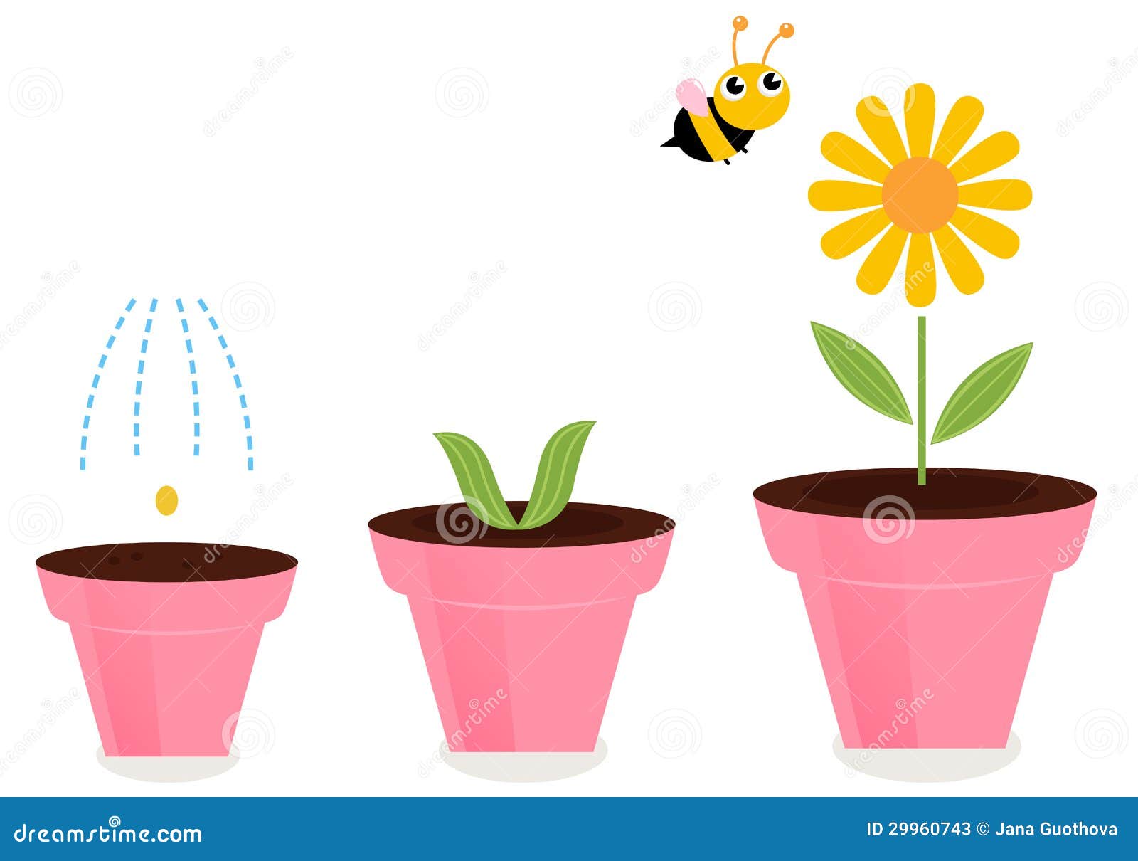 Stock Photos: Flower in pots growth stages isolated on white. Image 