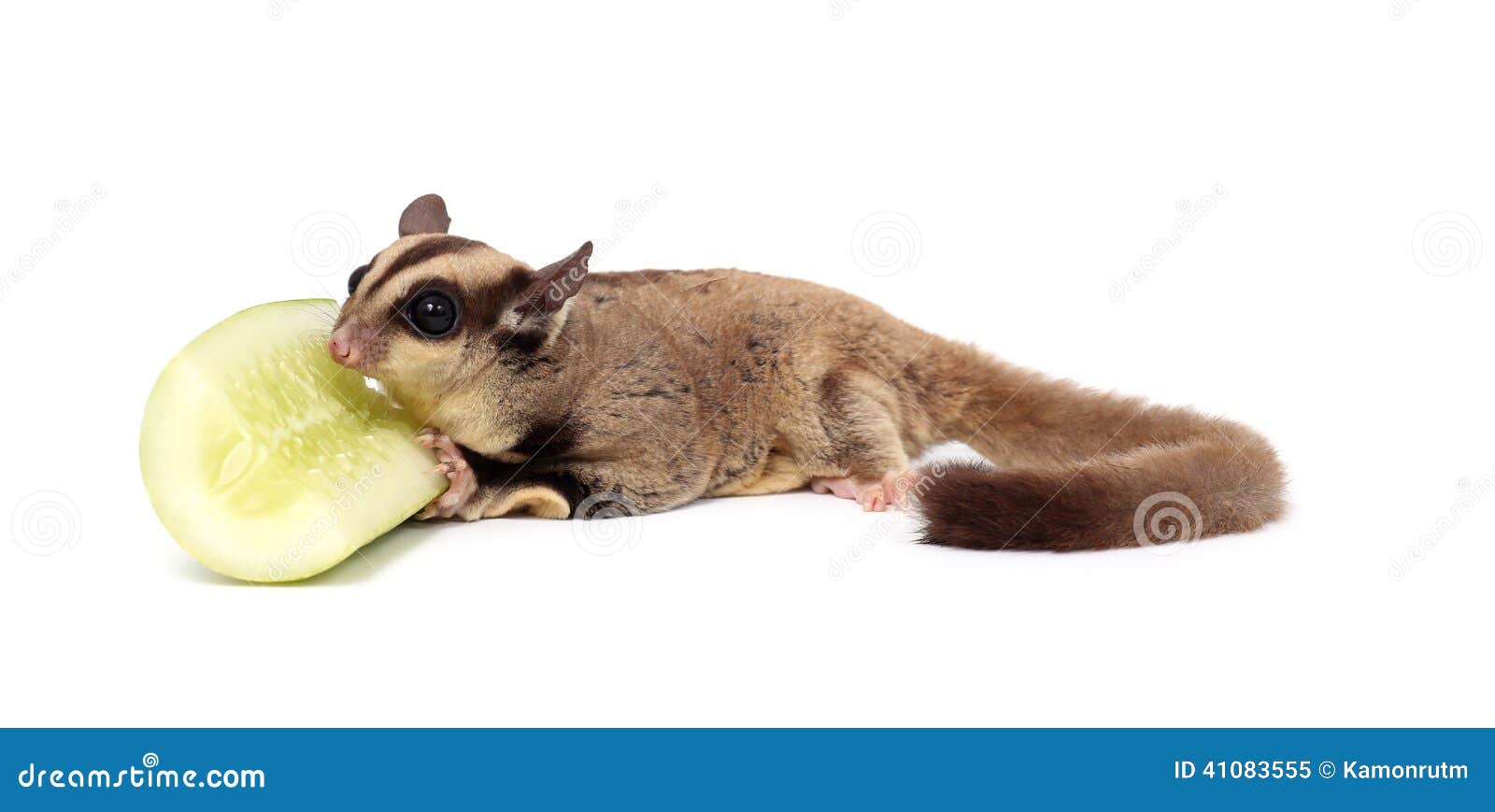 Diet Sugar Glider