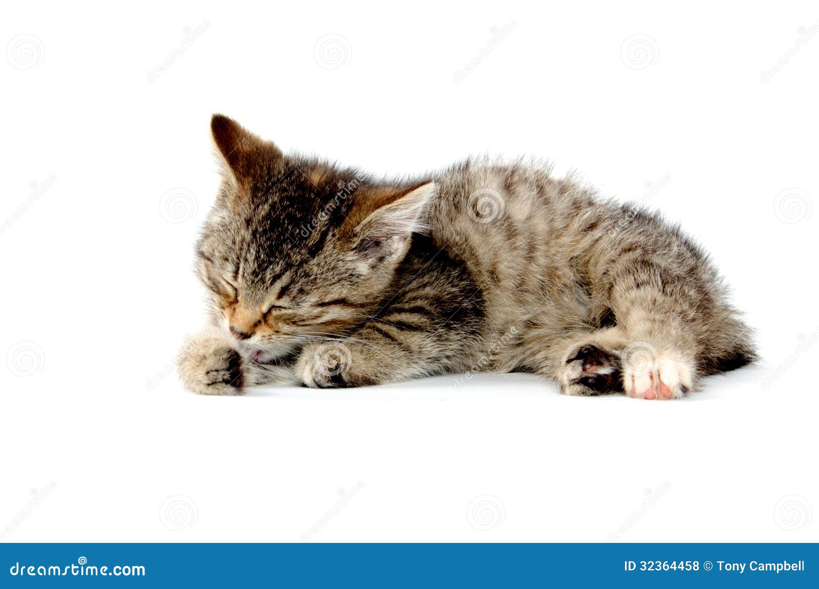CUTE TABBY TAKING BATH BABY CAT LAYING DOWN WHITE BACKGROUND 32364458