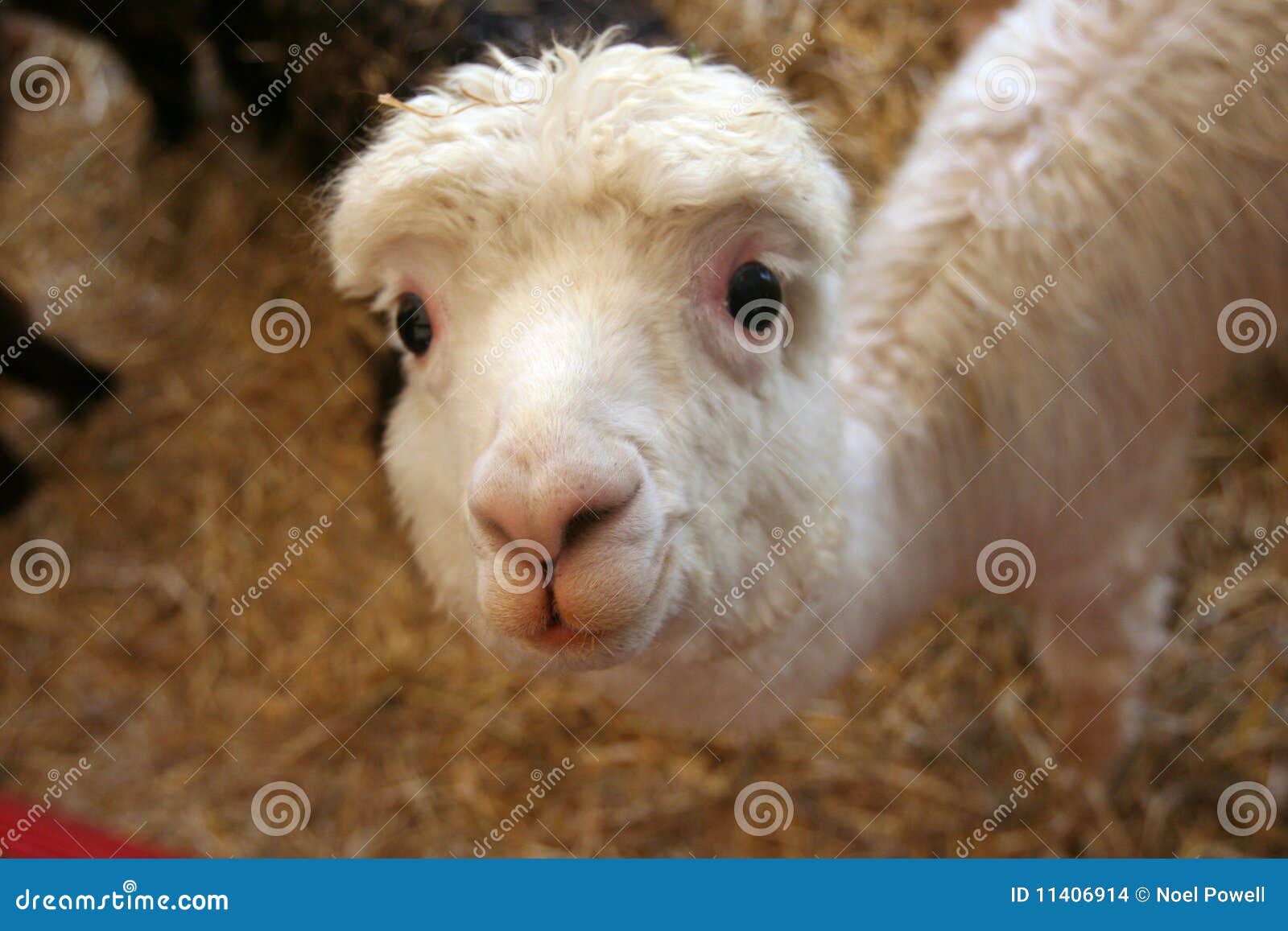 Cutest Llama Ever Cutest Llama Ever