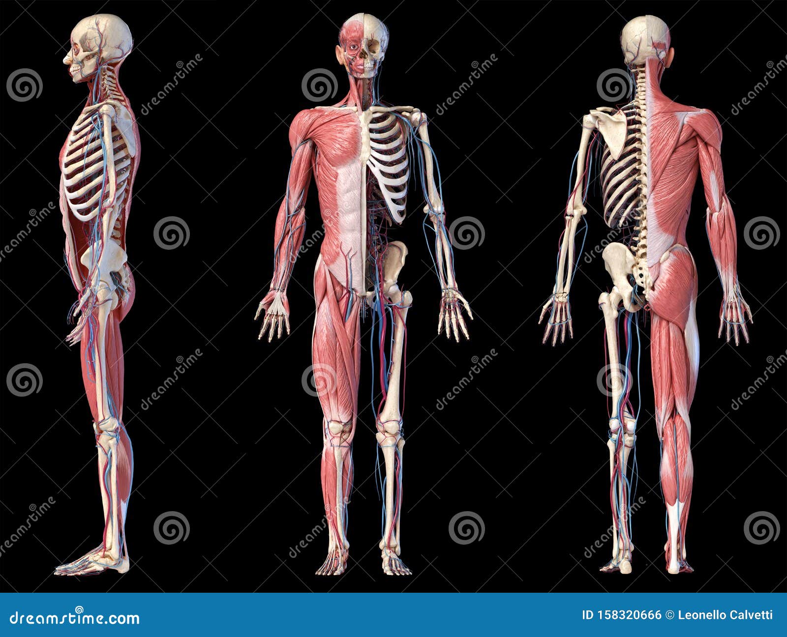 Illustrazione Di Anatomia Umana E Dello Scheletro Illustrazione Di My
