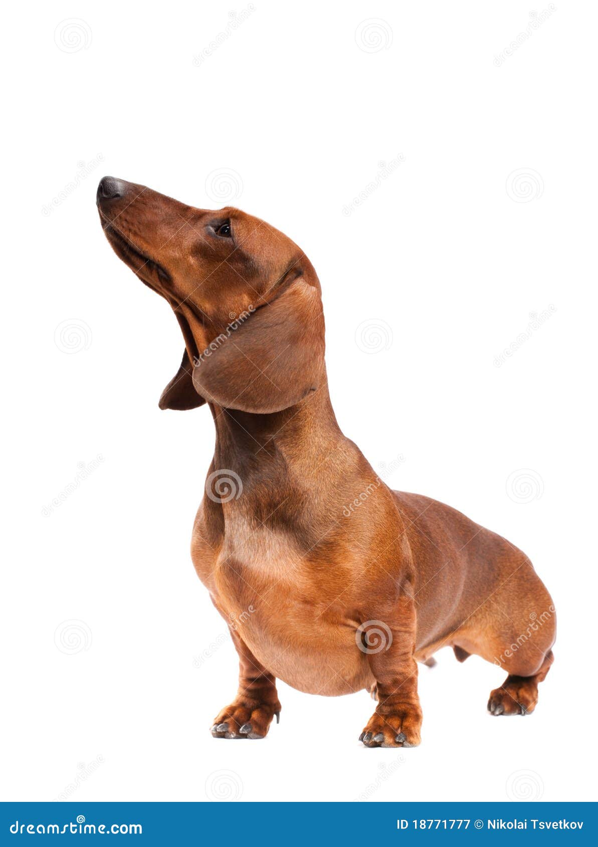 dachshund dog clipart - photo #38
