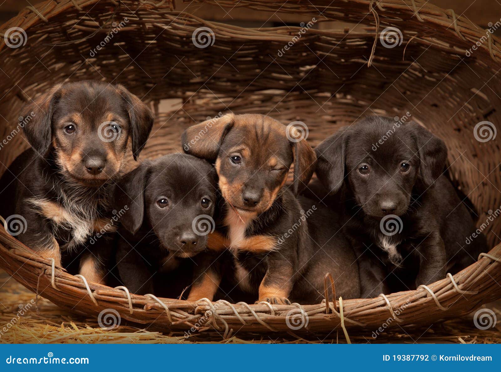 Dachshund puppies 5 weeks old