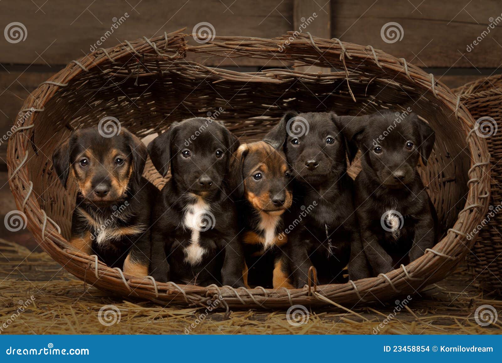 Dachshund puppies 5 weeks old