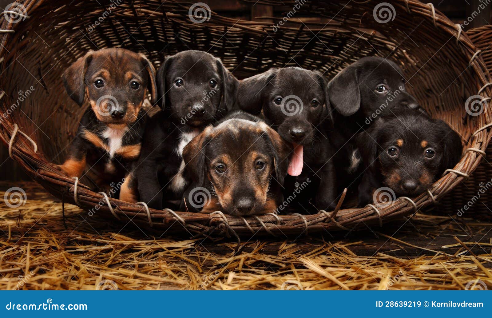 Dachshund Puppies 3 Weeks Old Royalty Free Stock Images ...