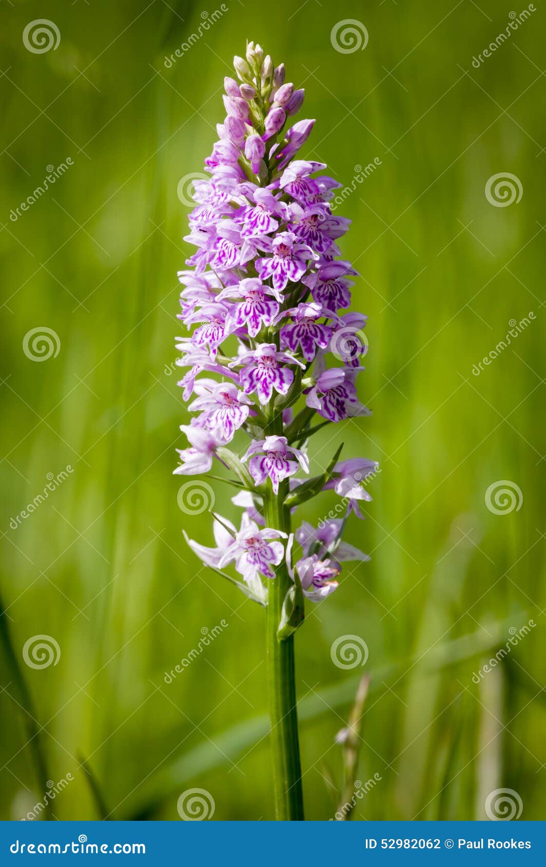 Common Orchid Species