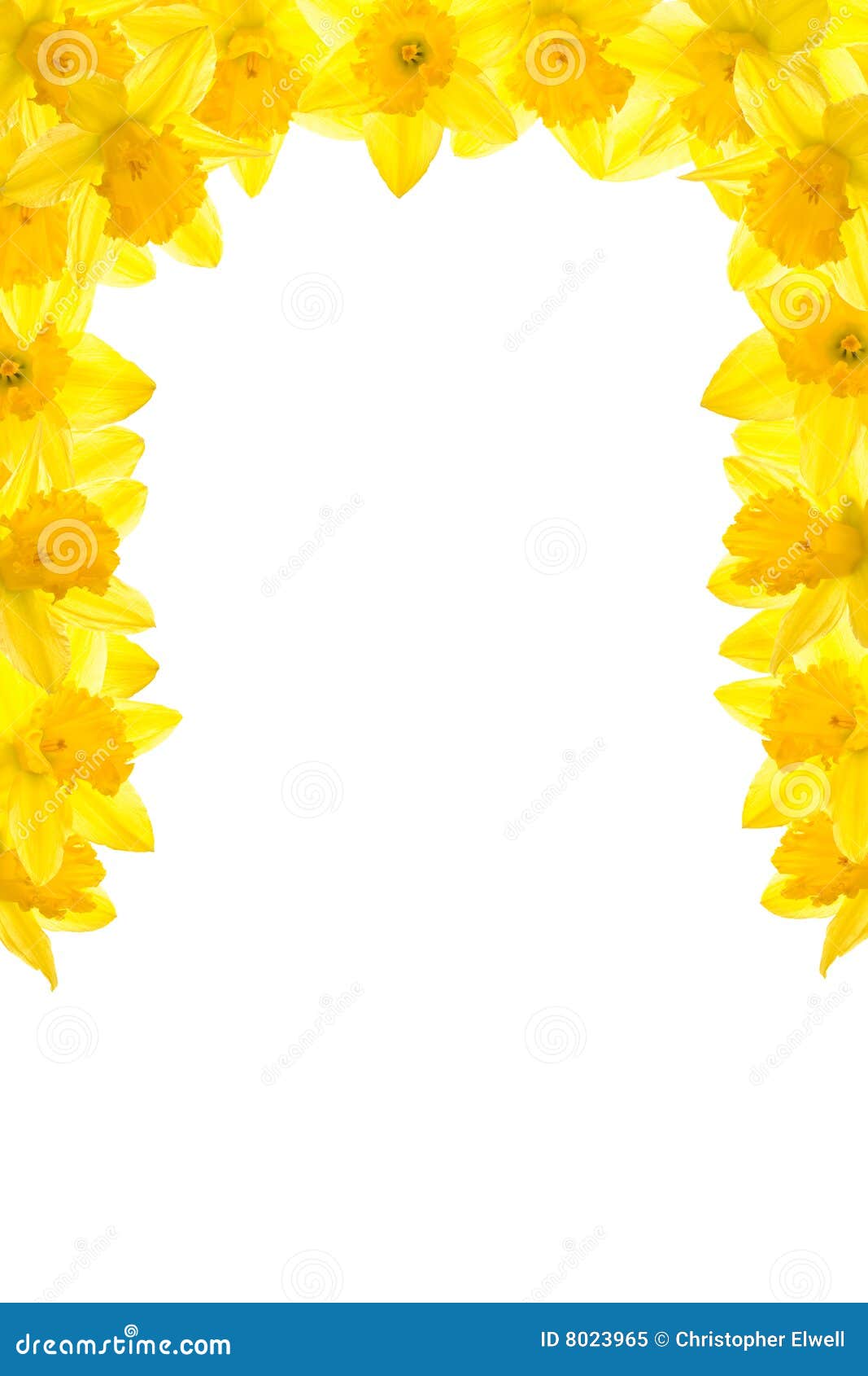 free clip art daffodil border - photo #33