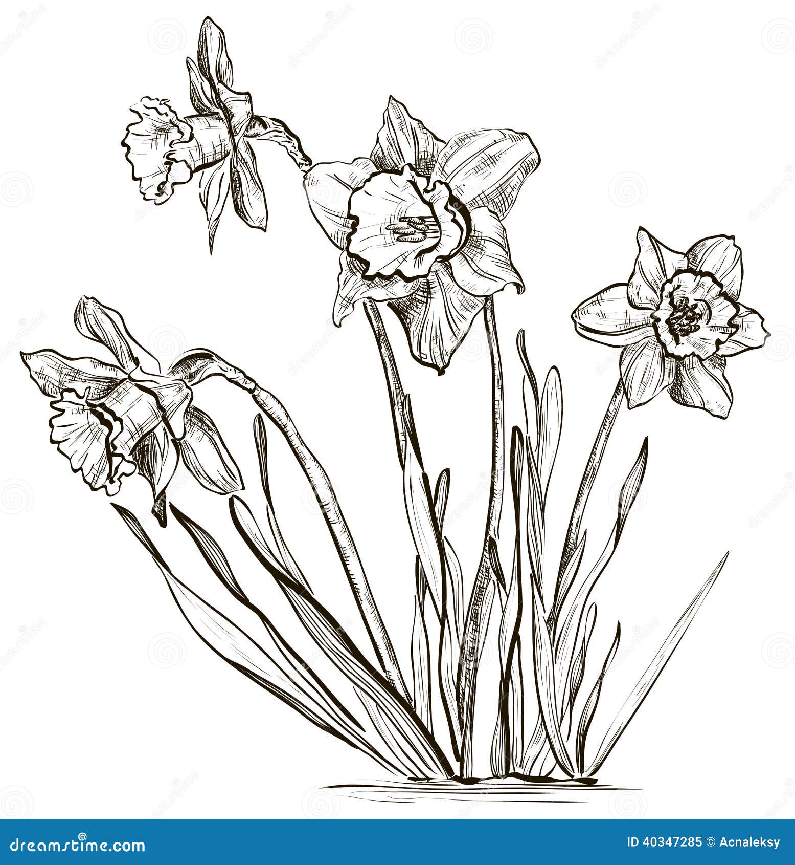 Daffodil Clipart Black And White