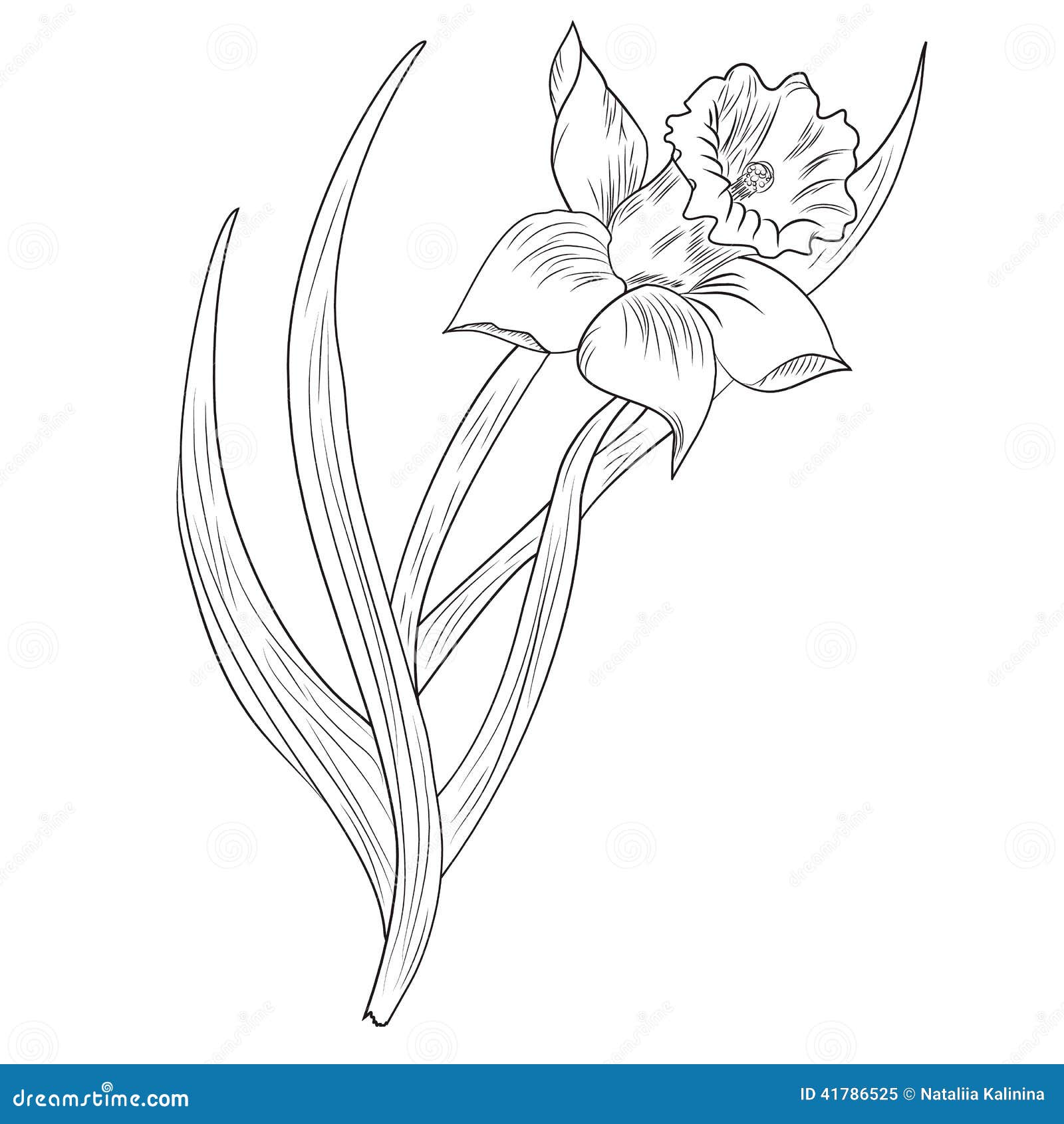 Daffodil Clipart Black And White