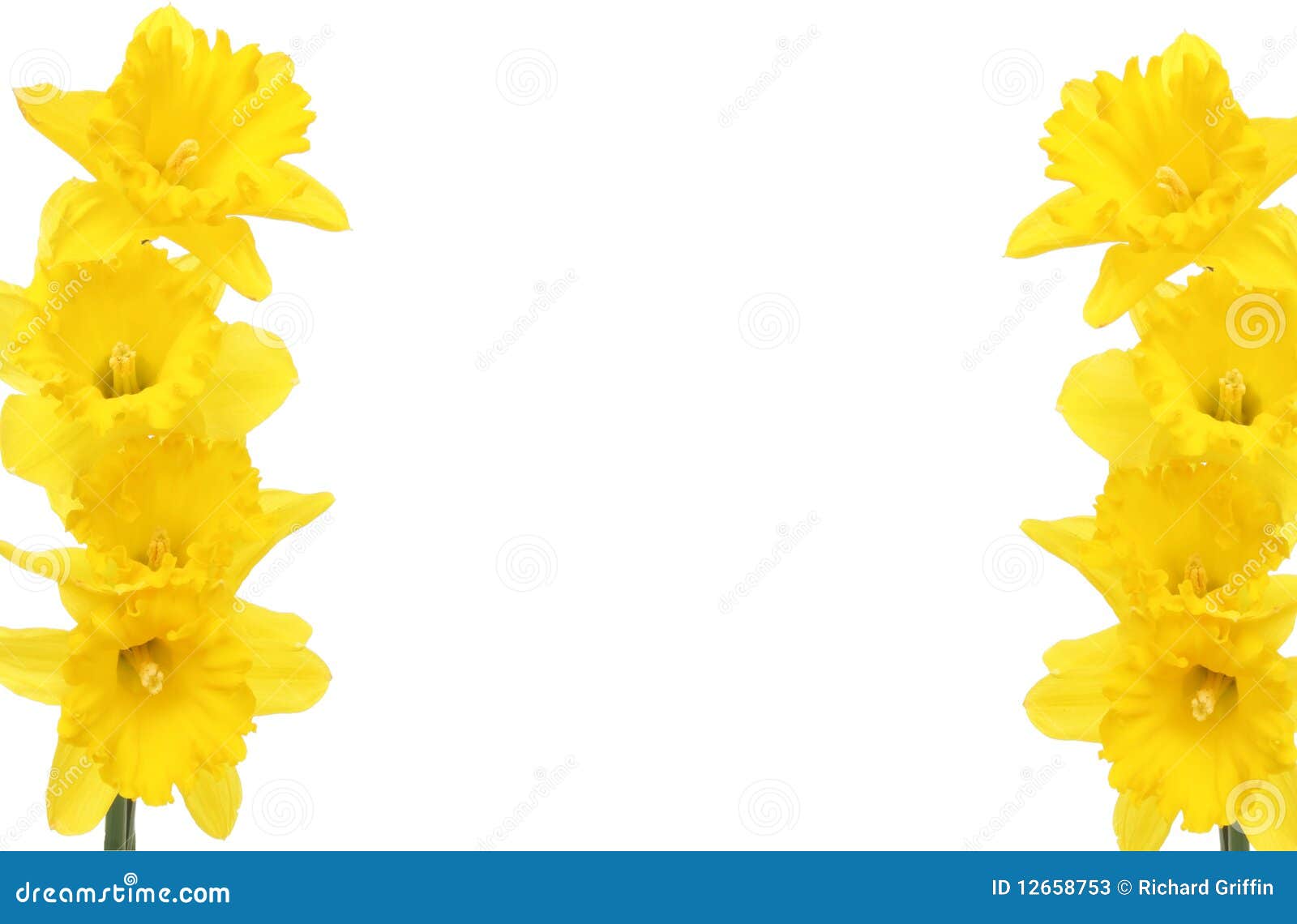 free clip art daffodil border - photo #49