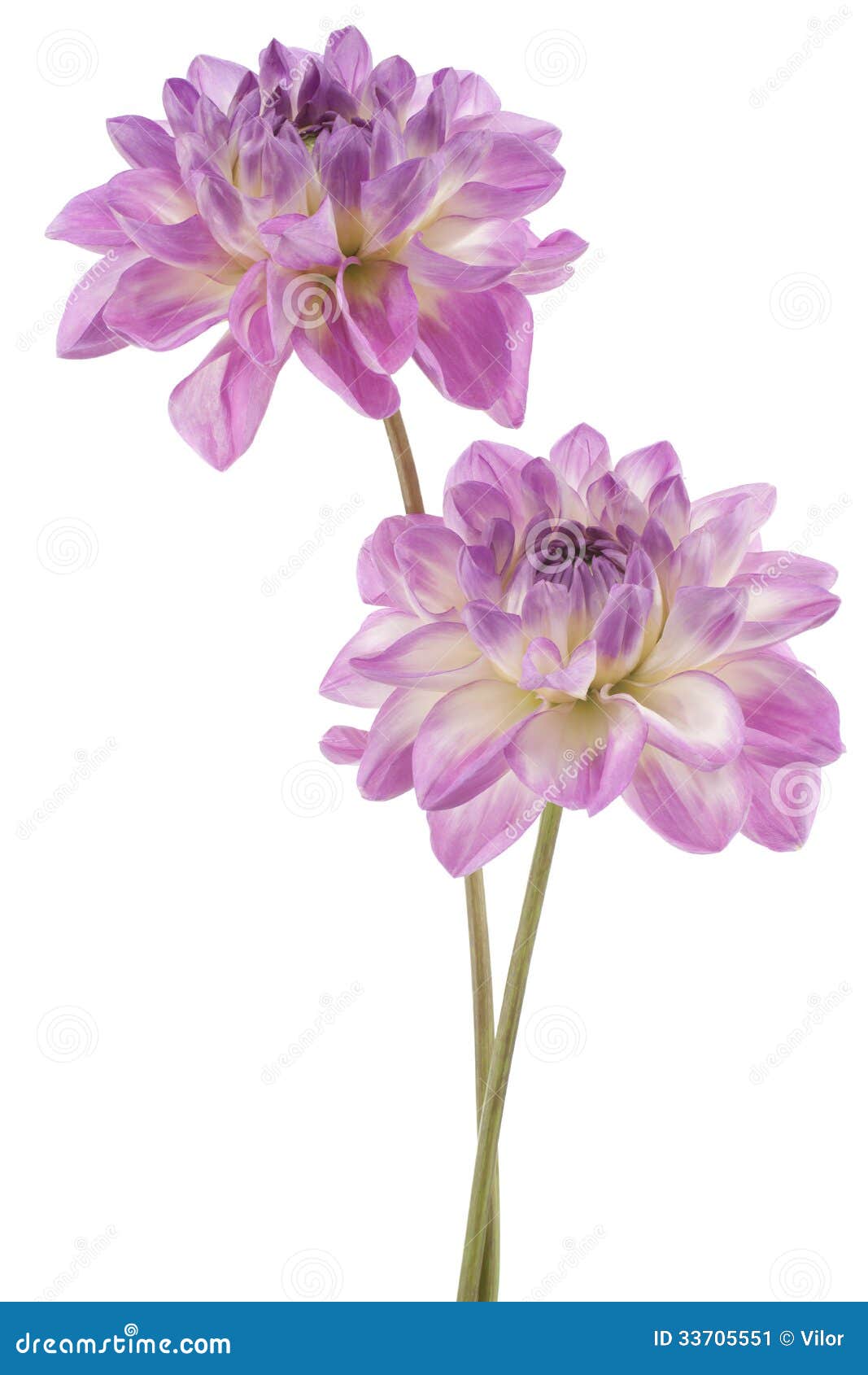 http://thumbs.dreamstime.com/z/dahlia-studio-shot-fuchsia-colored-flowers-isolated-white-background-large-depth-field-dof-macro-symbol-elegance-33705551.jpg