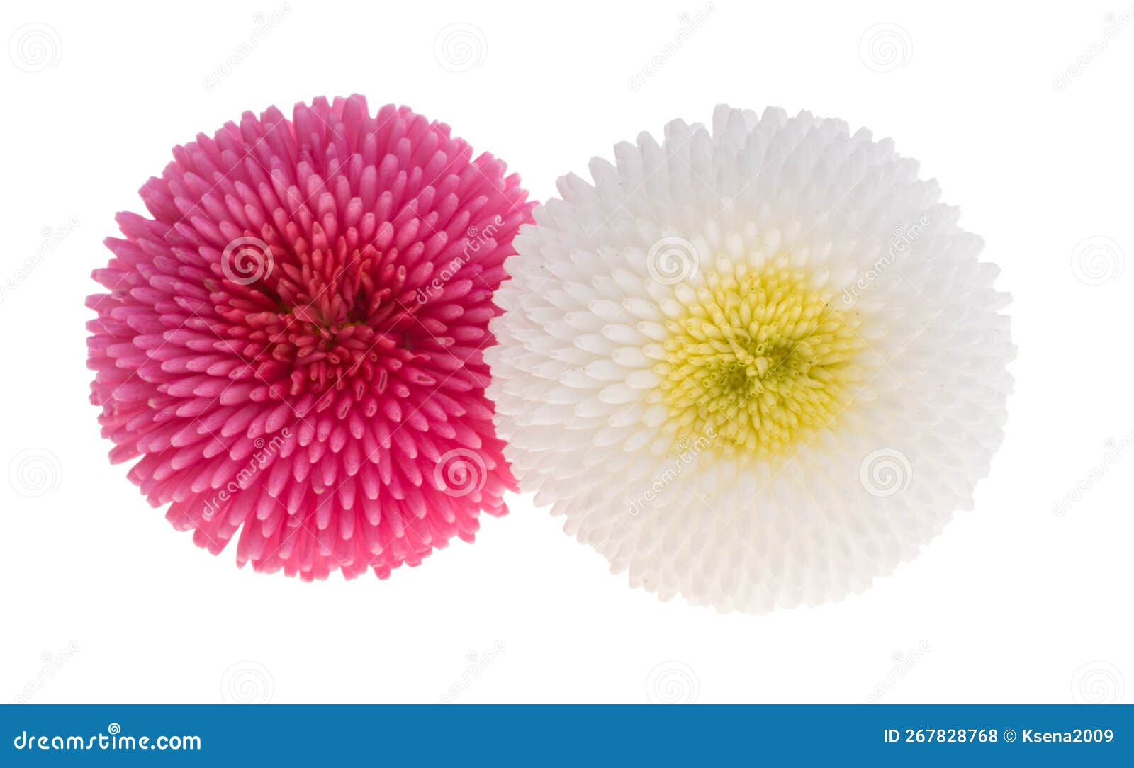 Daisy Flowers Isolated Stock Photo Image Of Flower