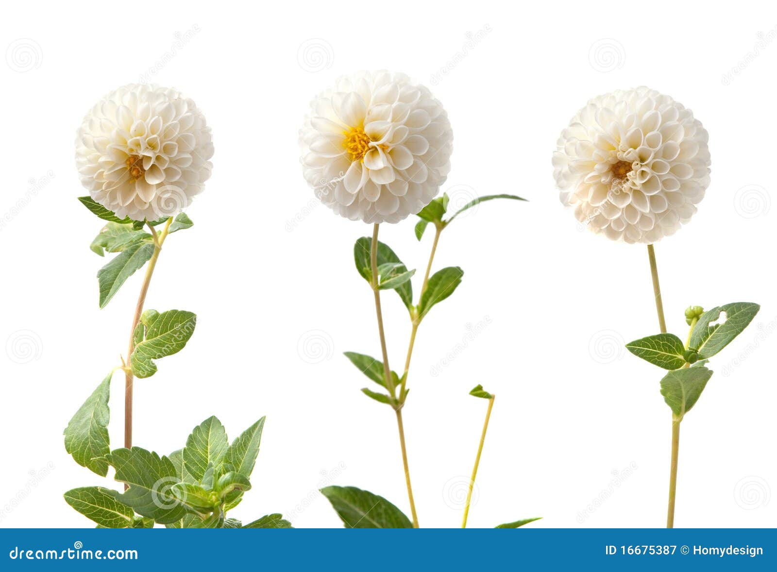 Dalias Blancas Hermosas Fotografía de archivo libre de regalías
