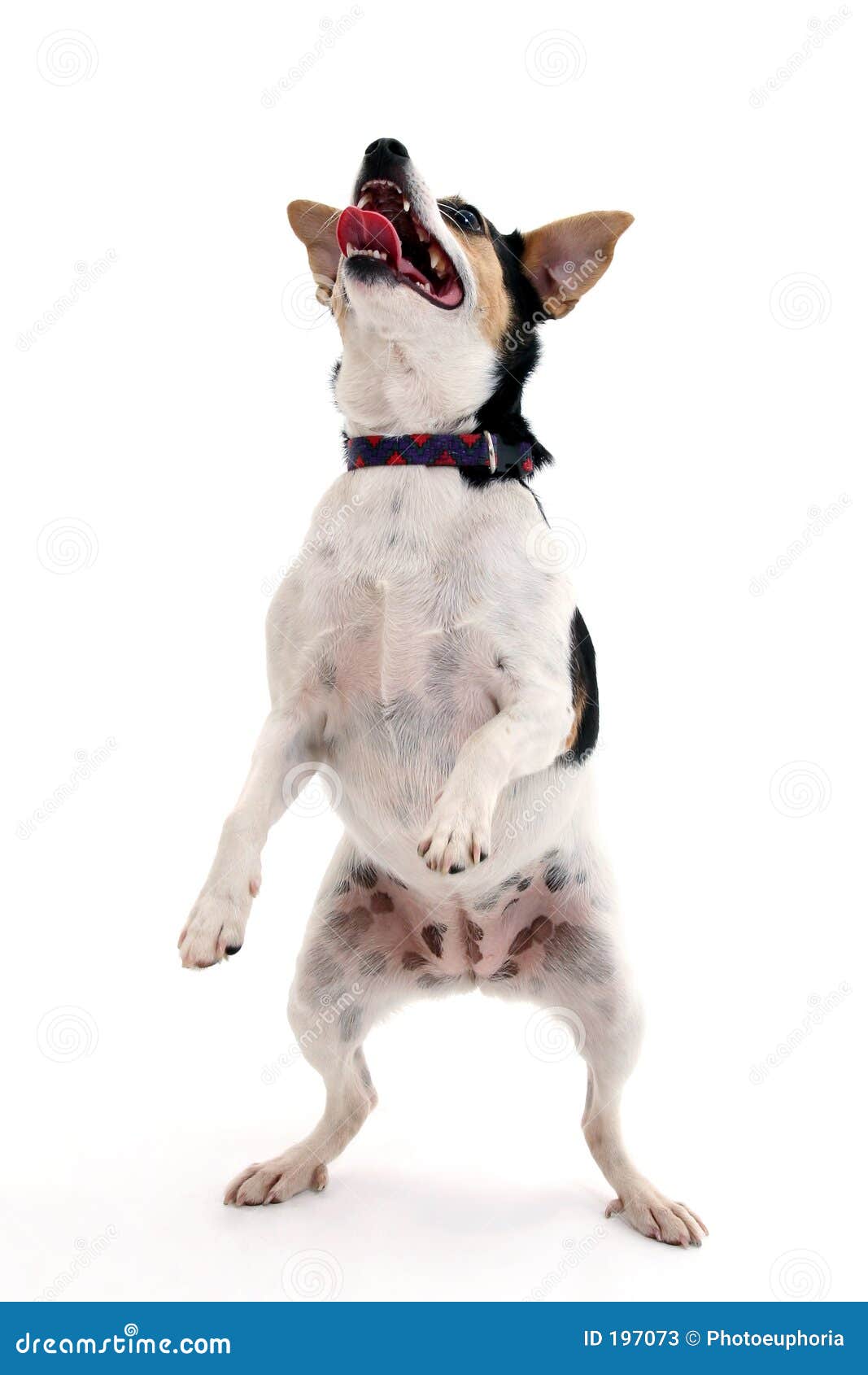 dancing dog clipart - photo #42