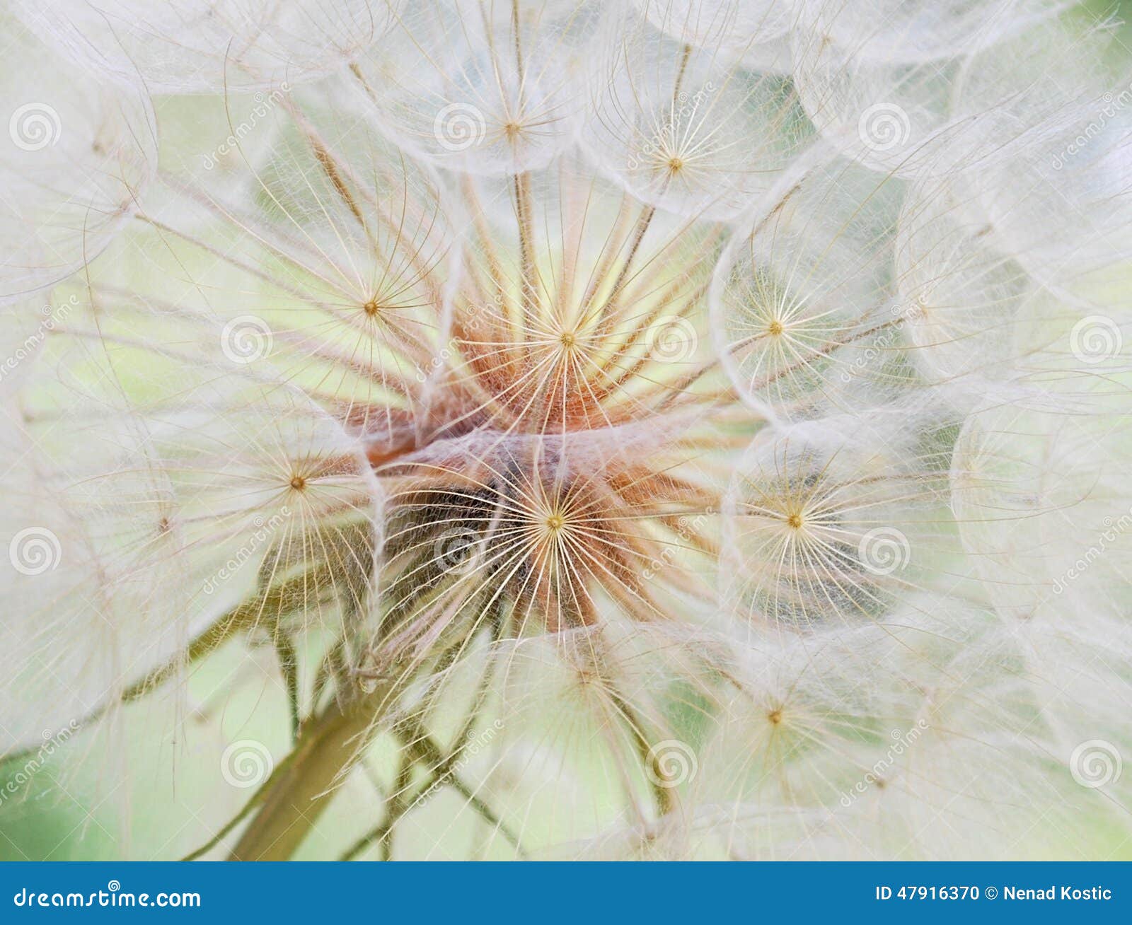 Dandelion inside,macro photography