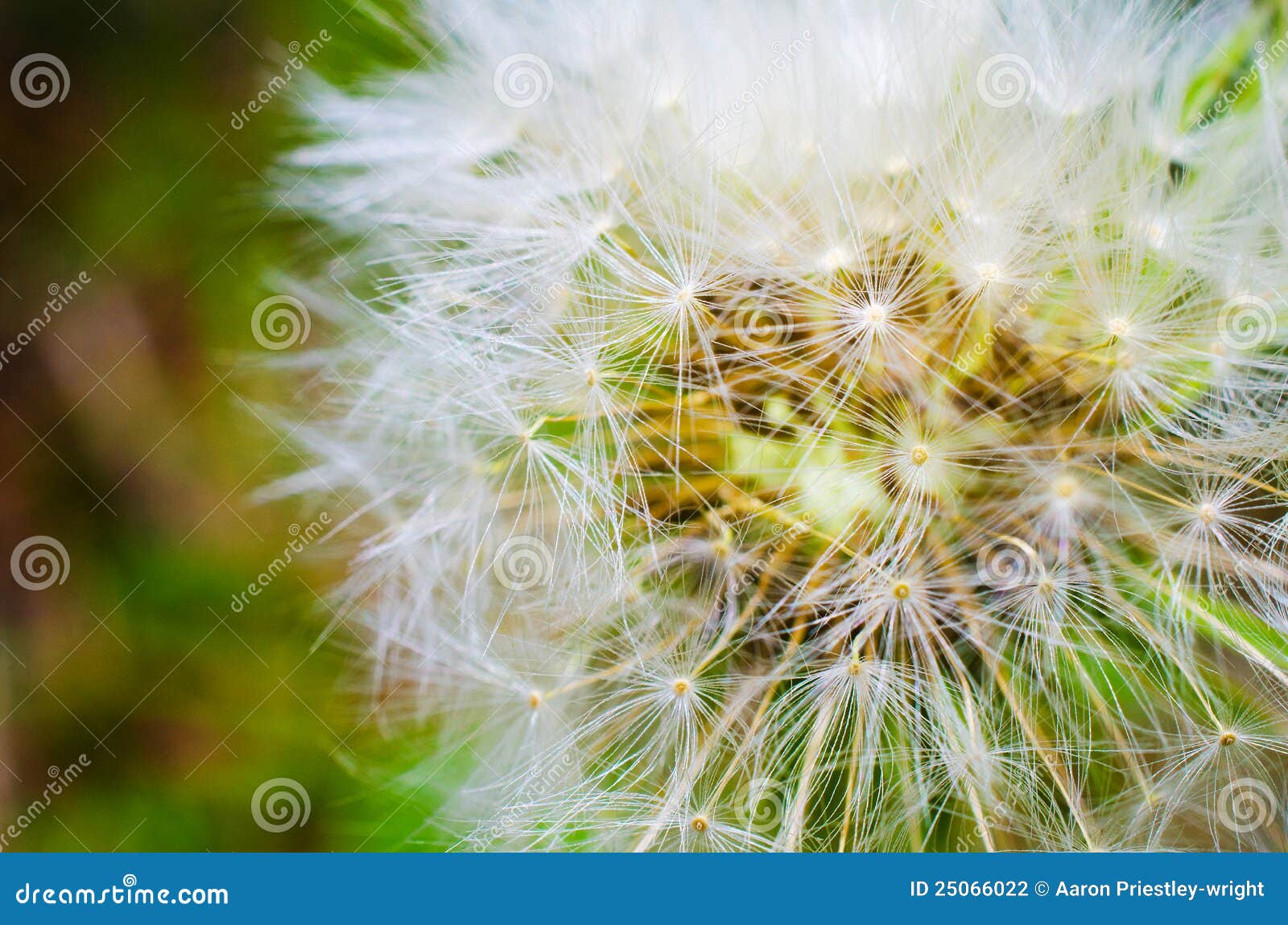 Dandelion MACRO Stock Photography  Image: 25066022