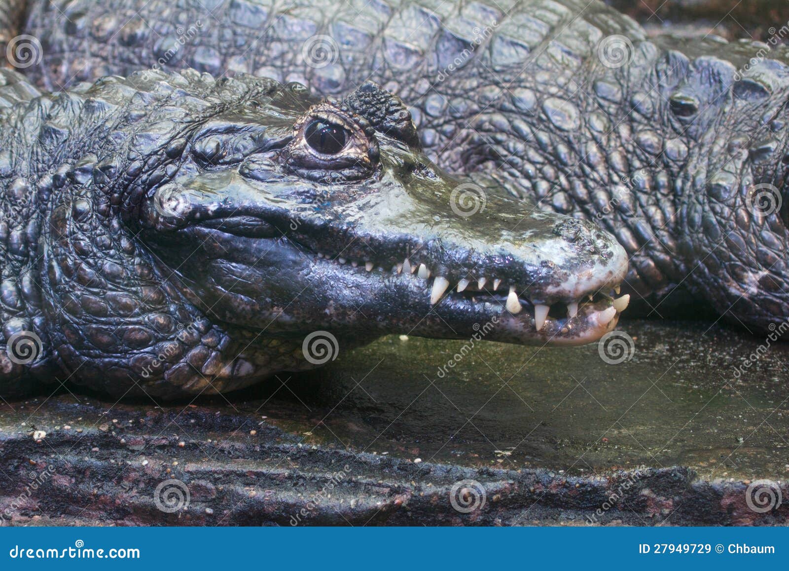 Crocodile   wikipedia