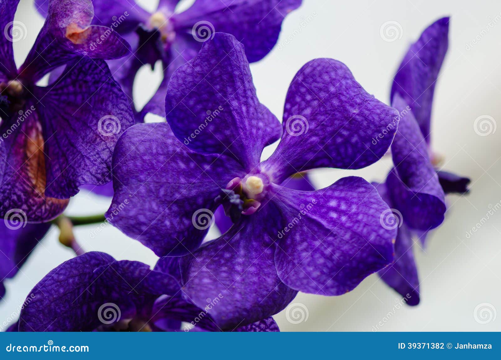 Blue And Purple Orchid Flower