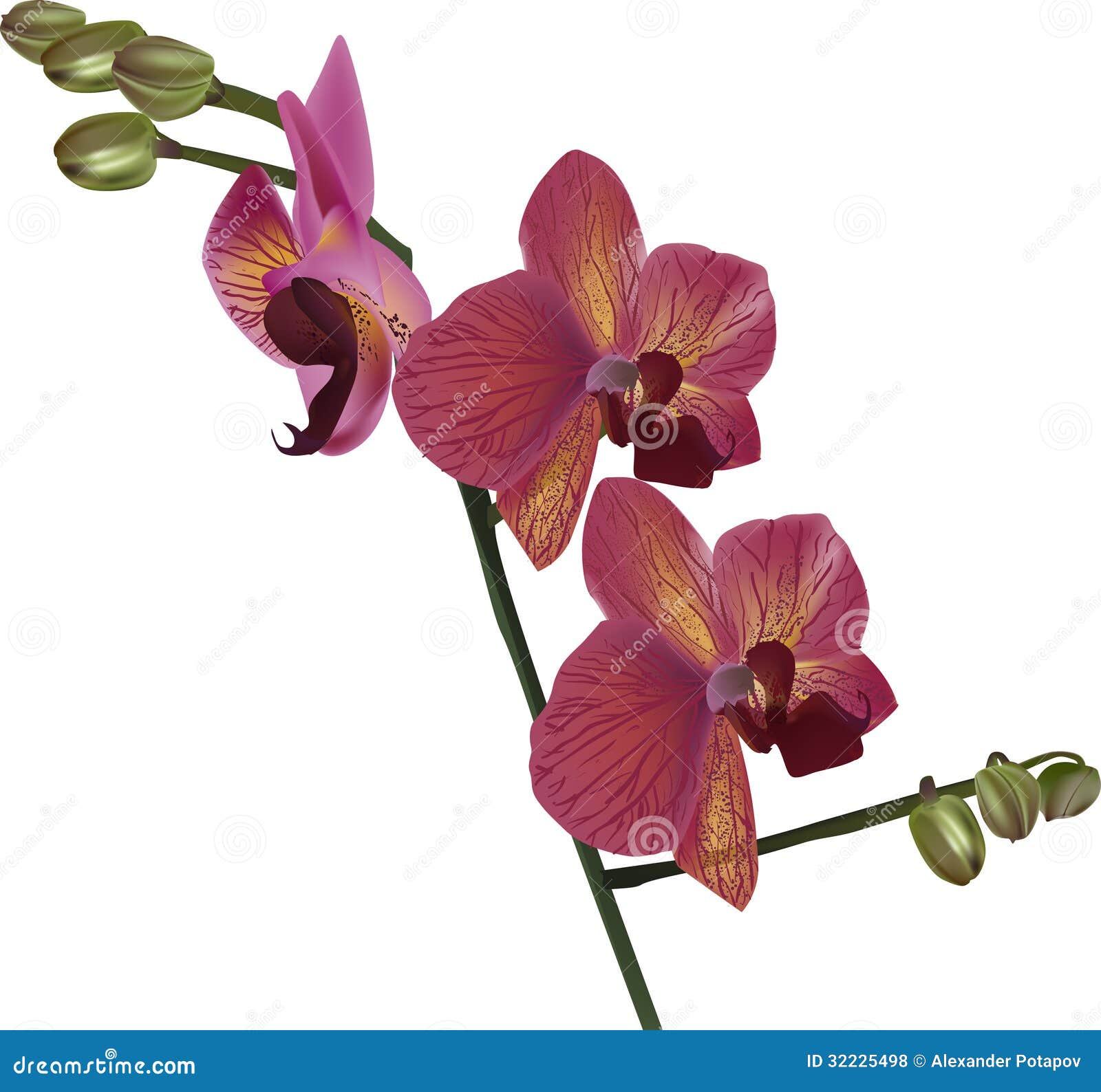 Red Orchid Flower