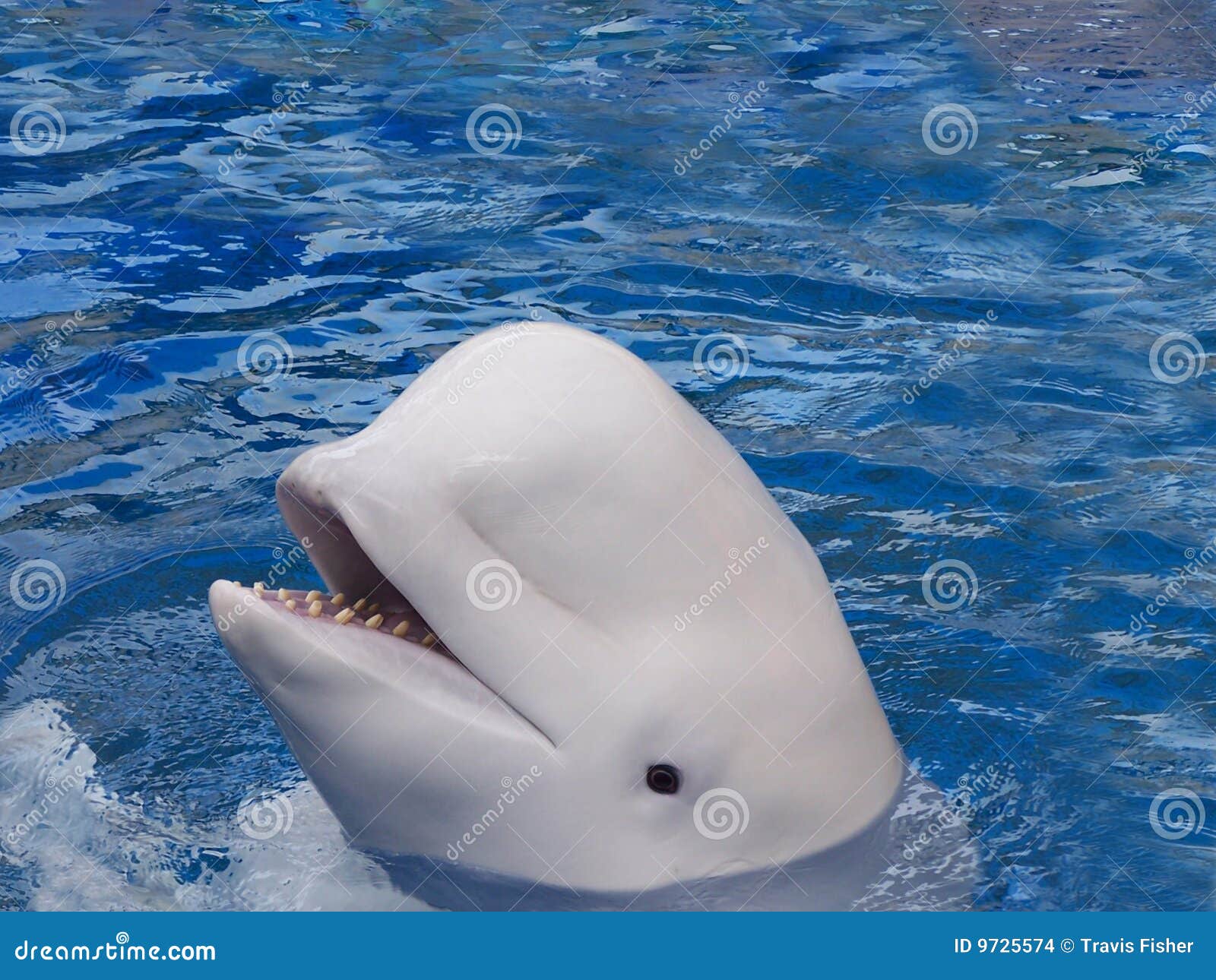 Fotos de ballenas con cuerno 81 Fotos de ballenas con cuerno 32