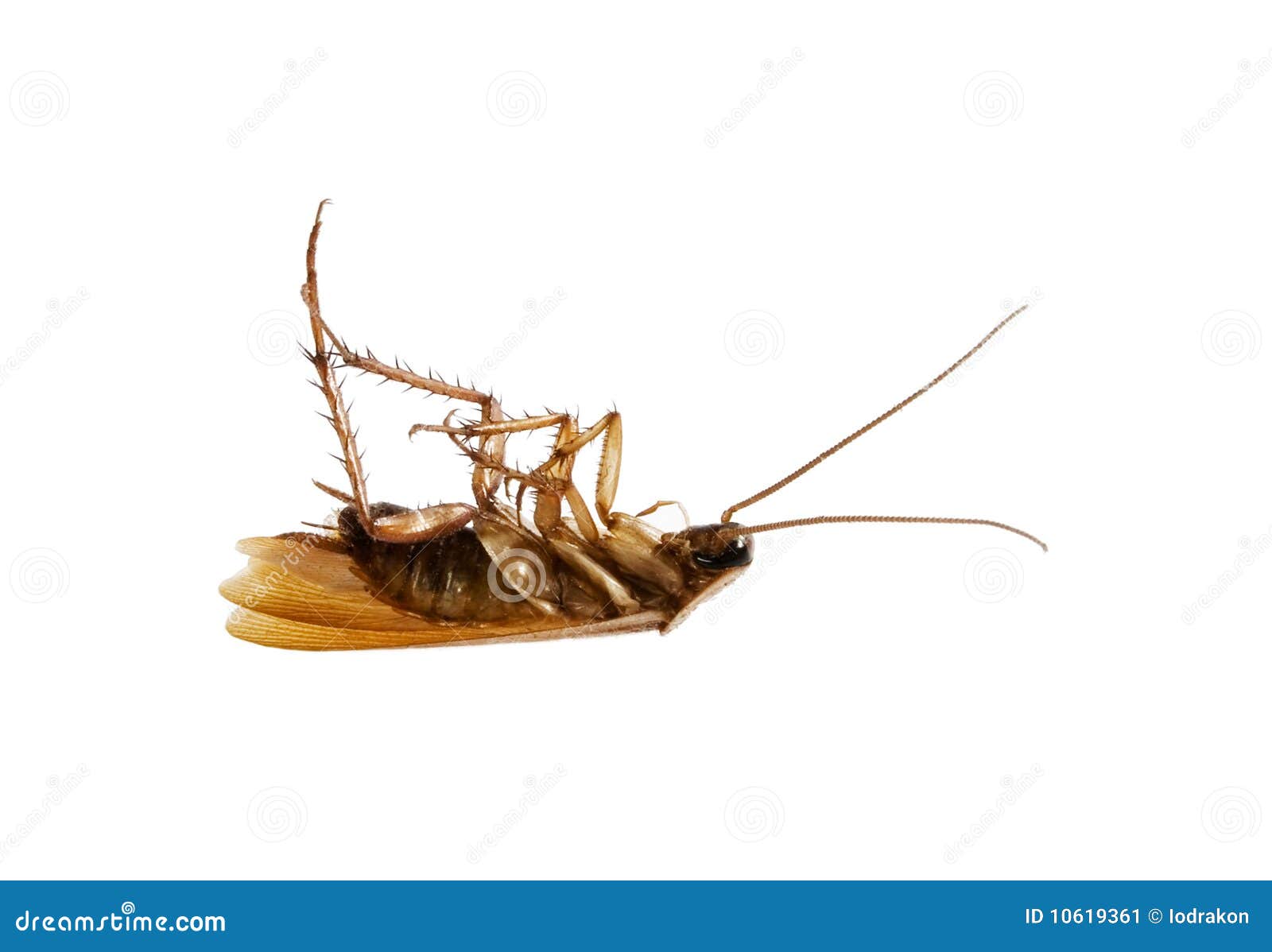 dead-cockroach-10619361.jpg