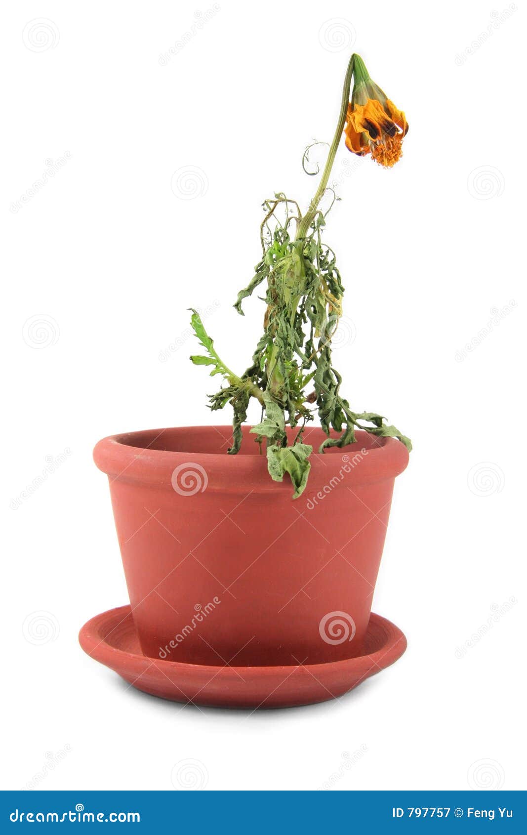 clipart dead flowers - photo #14