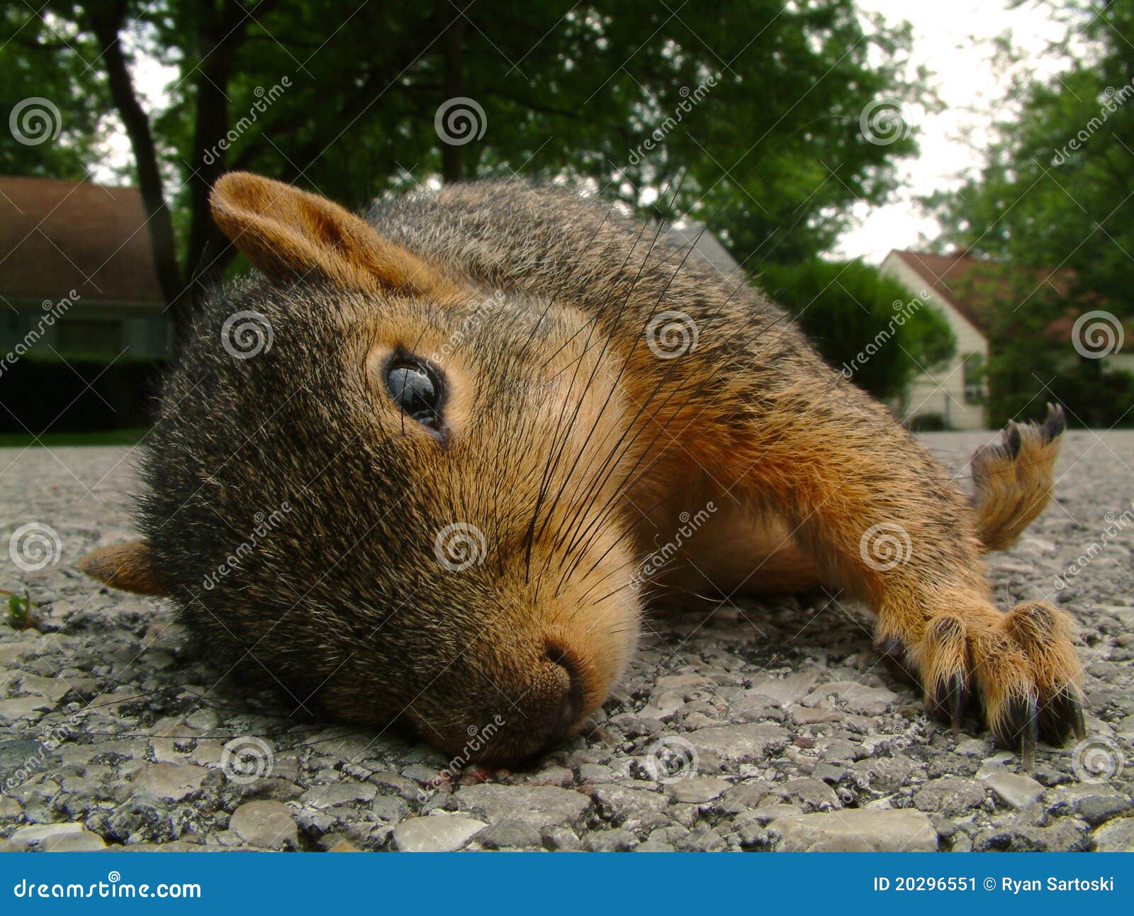 Dead Squirrel Stock Image Image 20296551