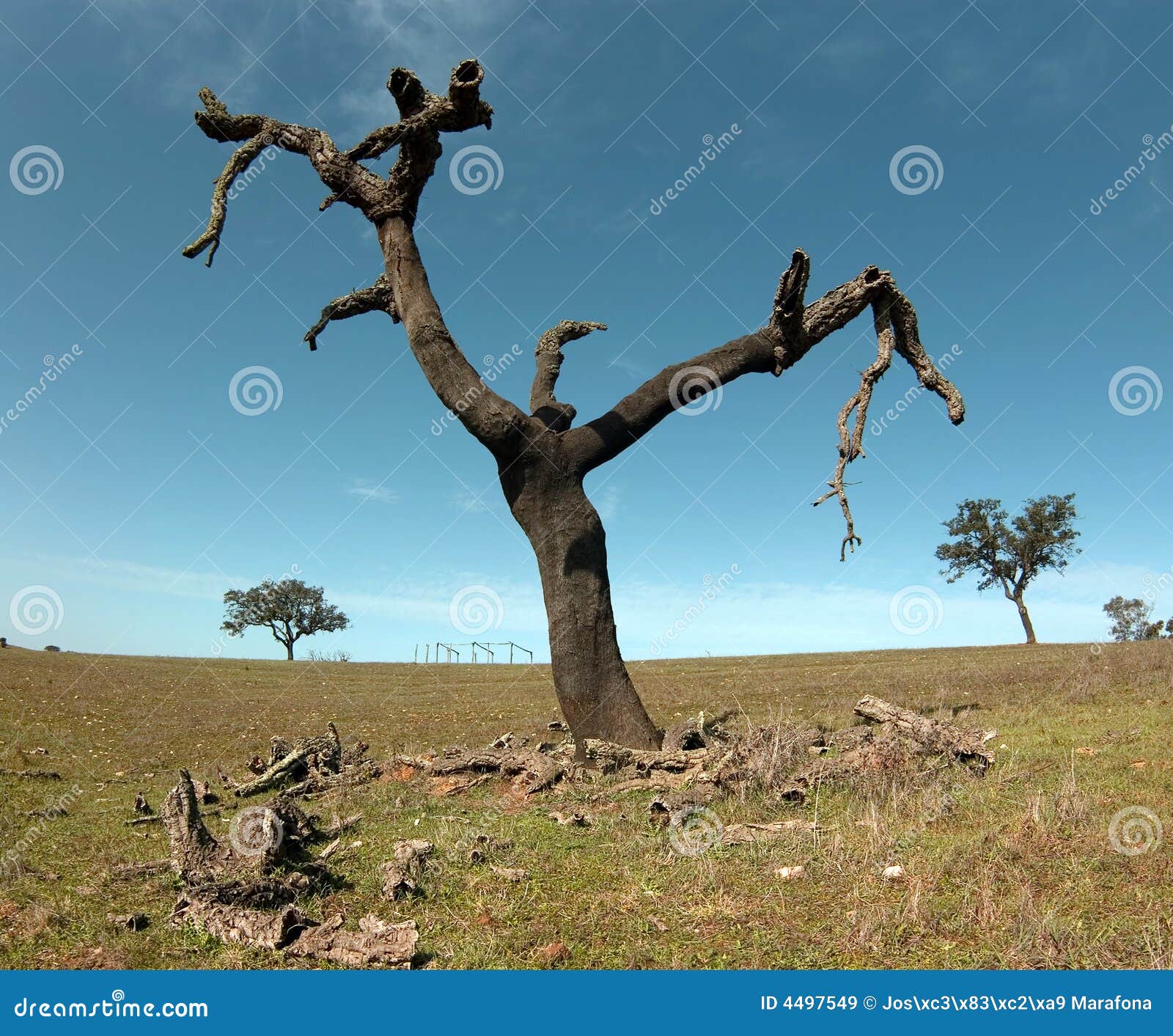 My Image 8