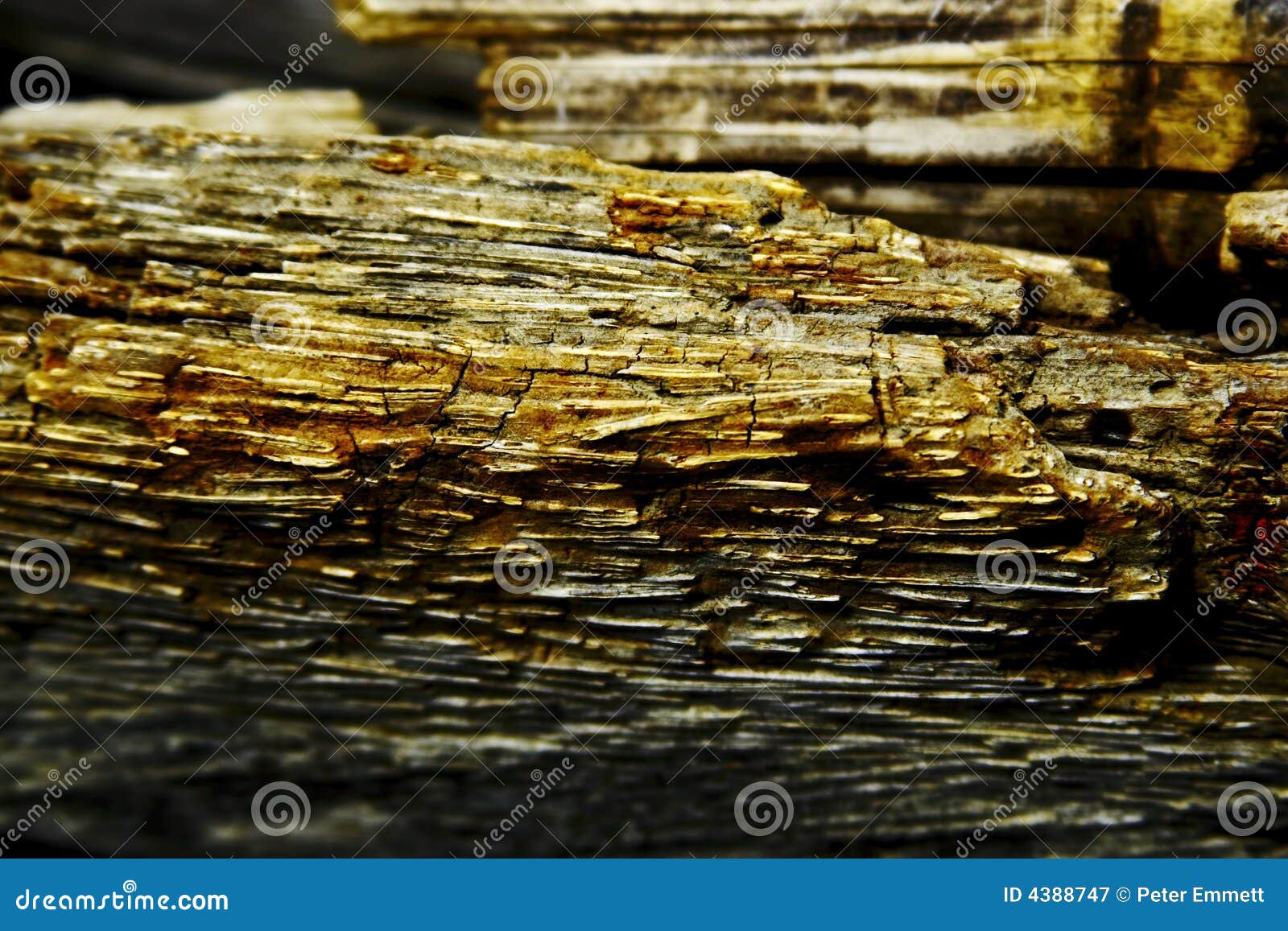 if you have decaying wood , it is the major sign in termite identification