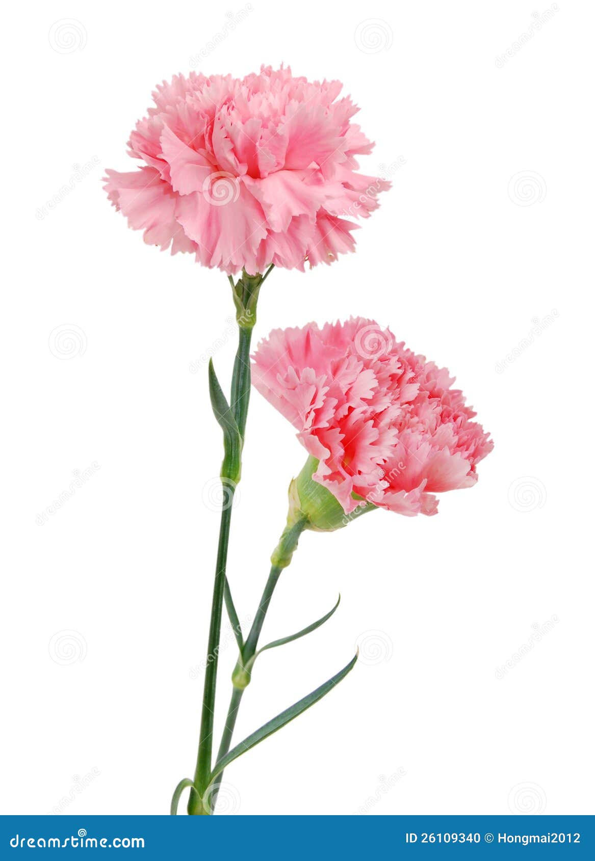 decorative pink carnation flowers stock photo image decorative pink carnation flowers stock photo image