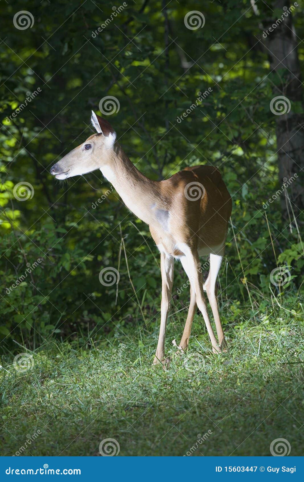 Deer In The Headlights Royalty Free Stock Photography Image 15603447