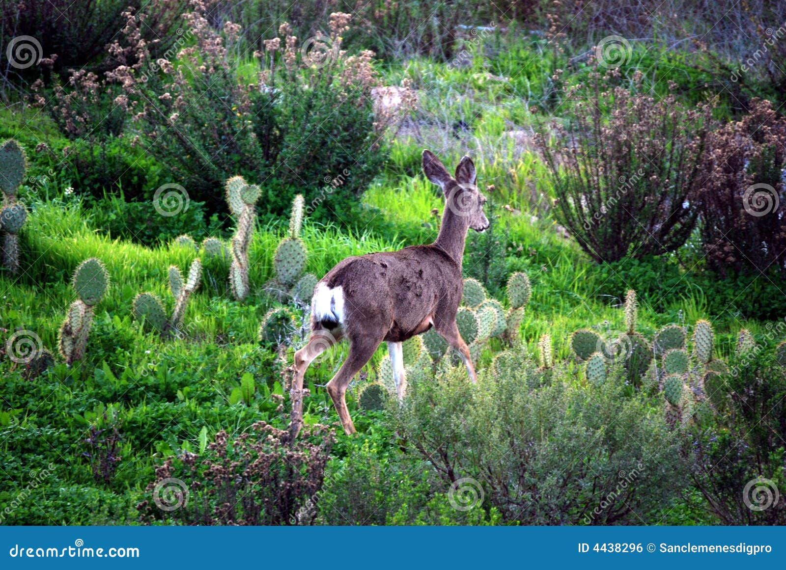 deer natural habitat 4438296