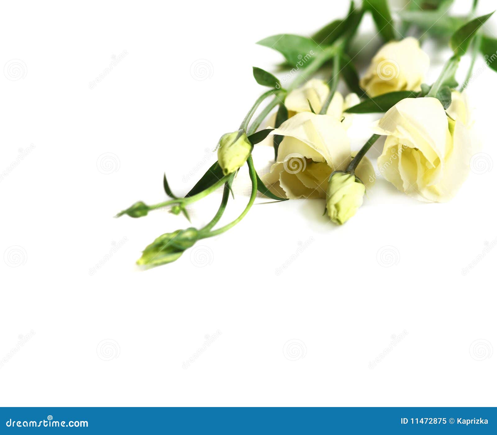 clipart delicate flowers - photo #36