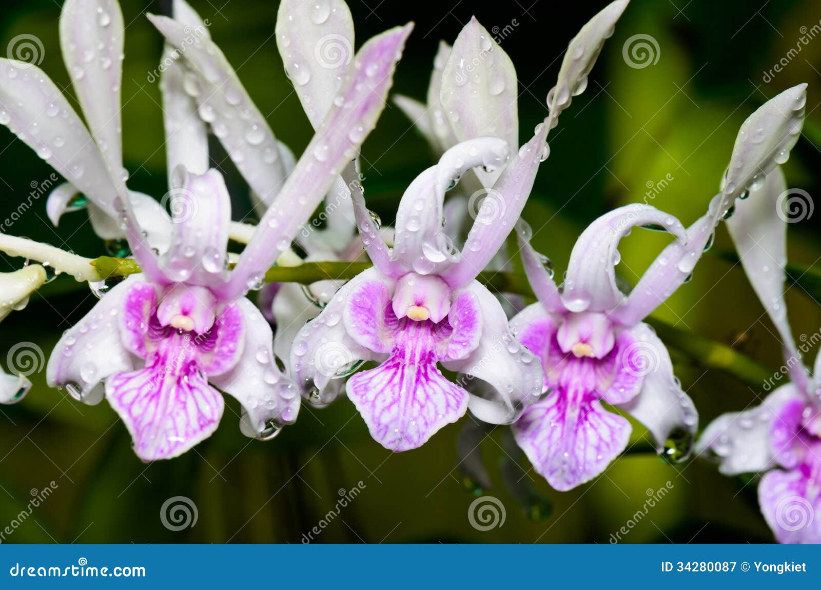 White Dendrobium Orchid