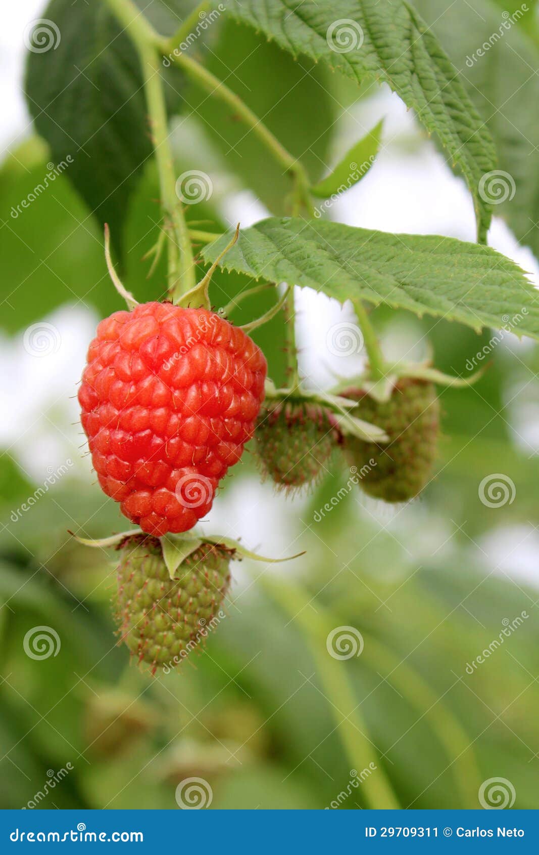 Detail of growing raspberrys in hydroponic plantation.