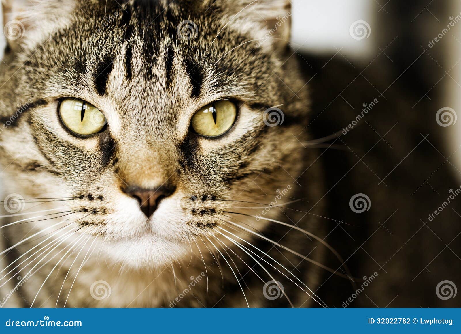 Detailed Closeup Of Brown Tabby Cat Stock Photography - Image: 32022782