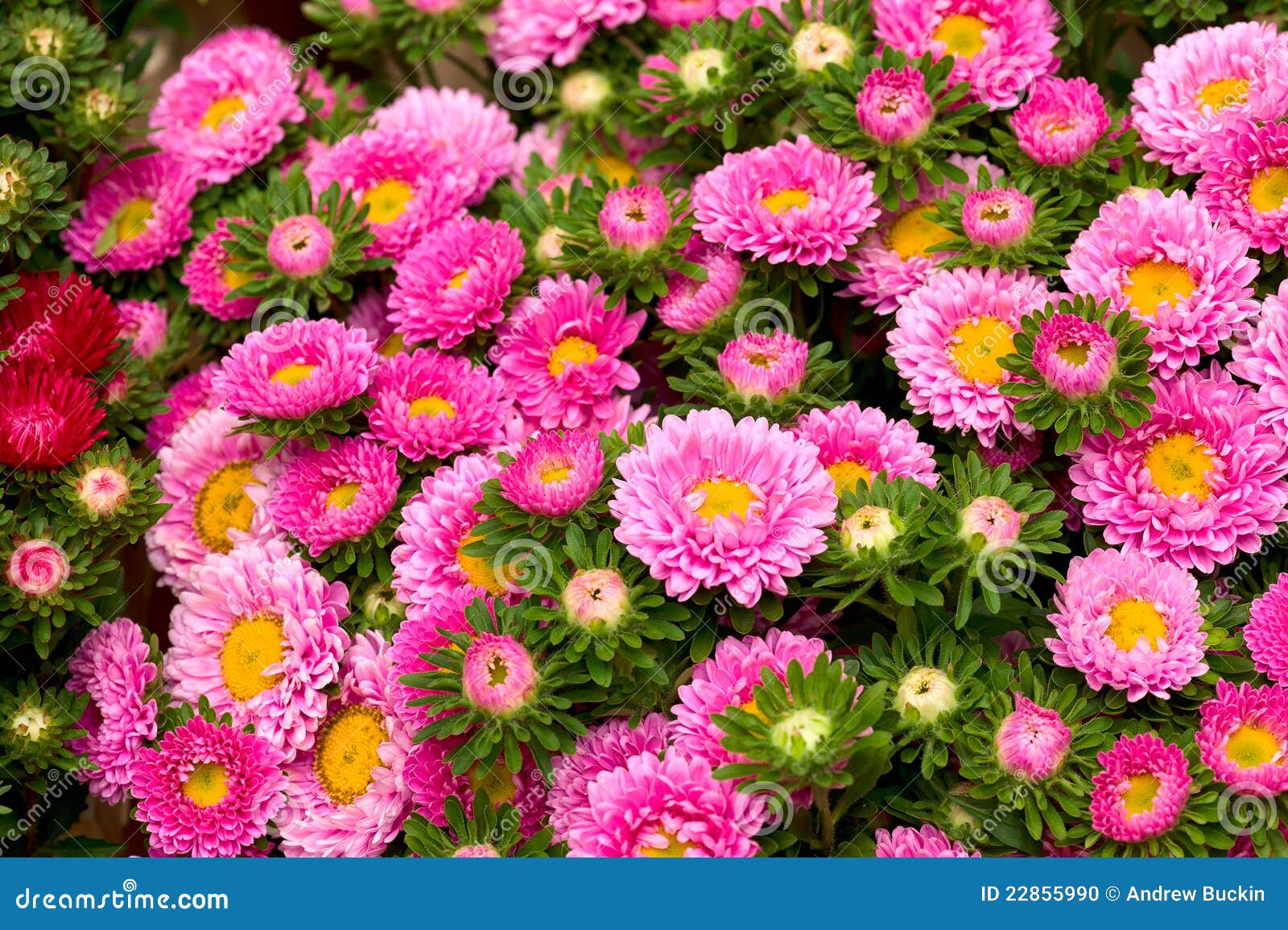 Background of different color Flowers.