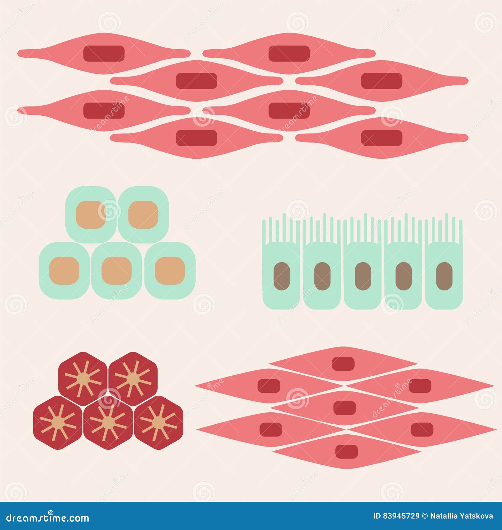 clipart of human tissue - photo #12