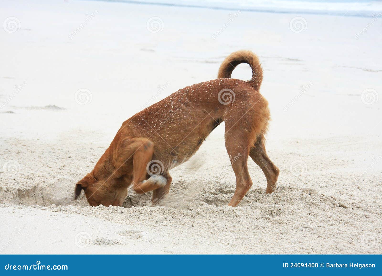free clipart dog digging - photo #36