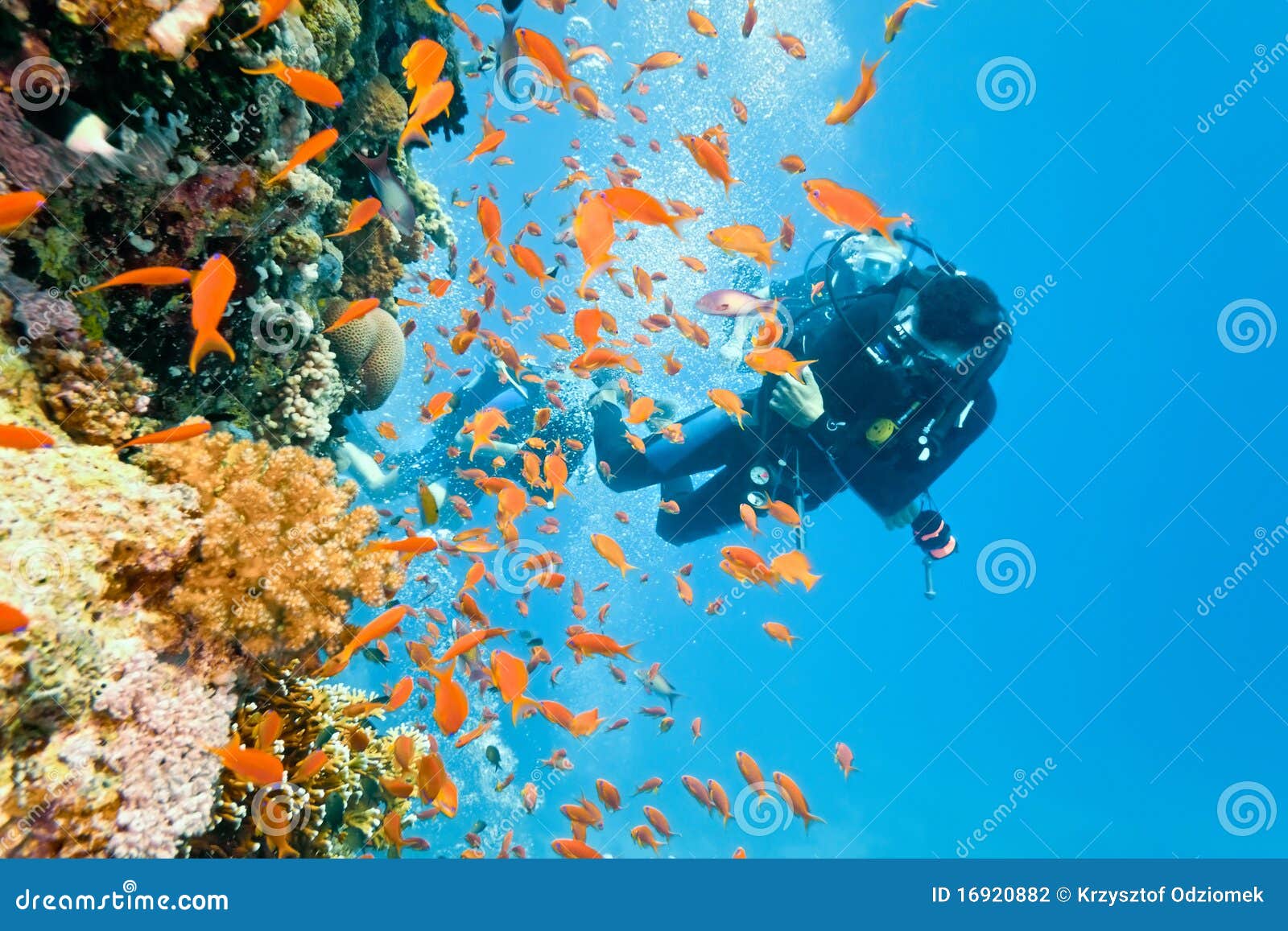 Diver On The Coral Reef Stock Photo Image Of Clear Wild 16920882