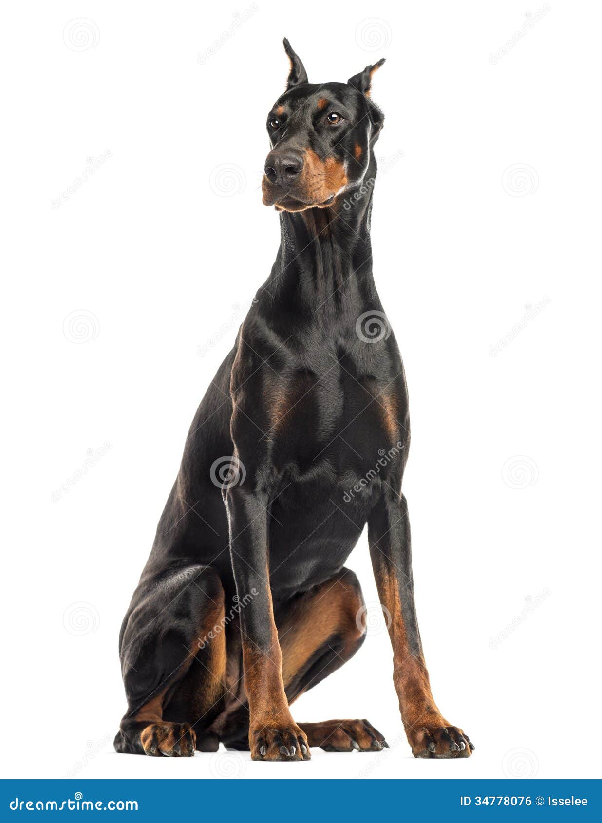Doberman Pinscher pictures to print, High quality Doberman Pinscher photo, Photos of Doberman Pinscher , Doberman Pinscher images free