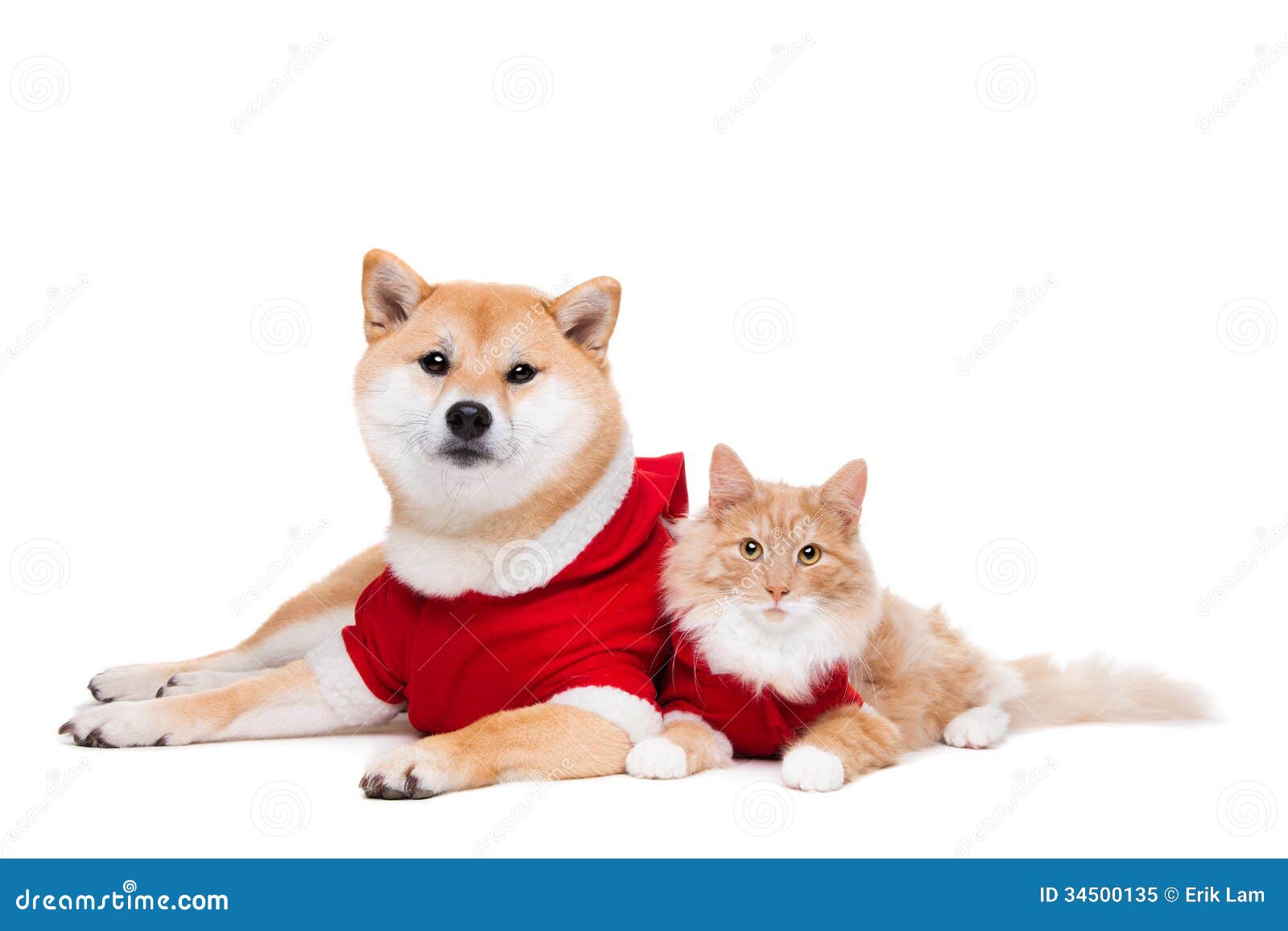 Dog Standing Over Cat Dog Standing Over Cat