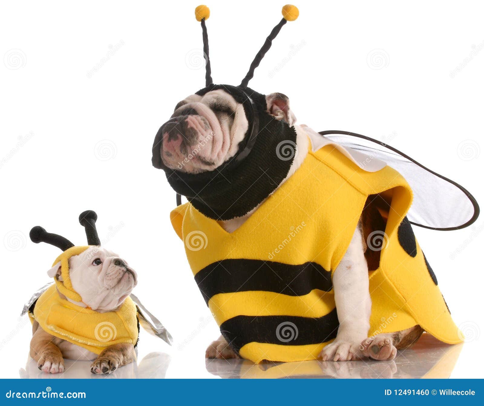 dog-dressed-up-as-matching-bees-12491460.jpg