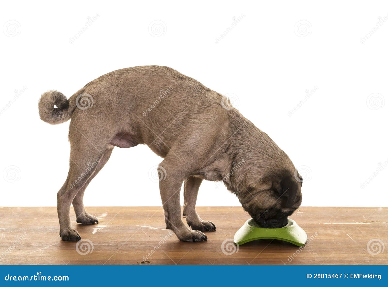 Why Does My Dog Not Eat At His Bowl Why Does My Dog Not Eat At His Bowl