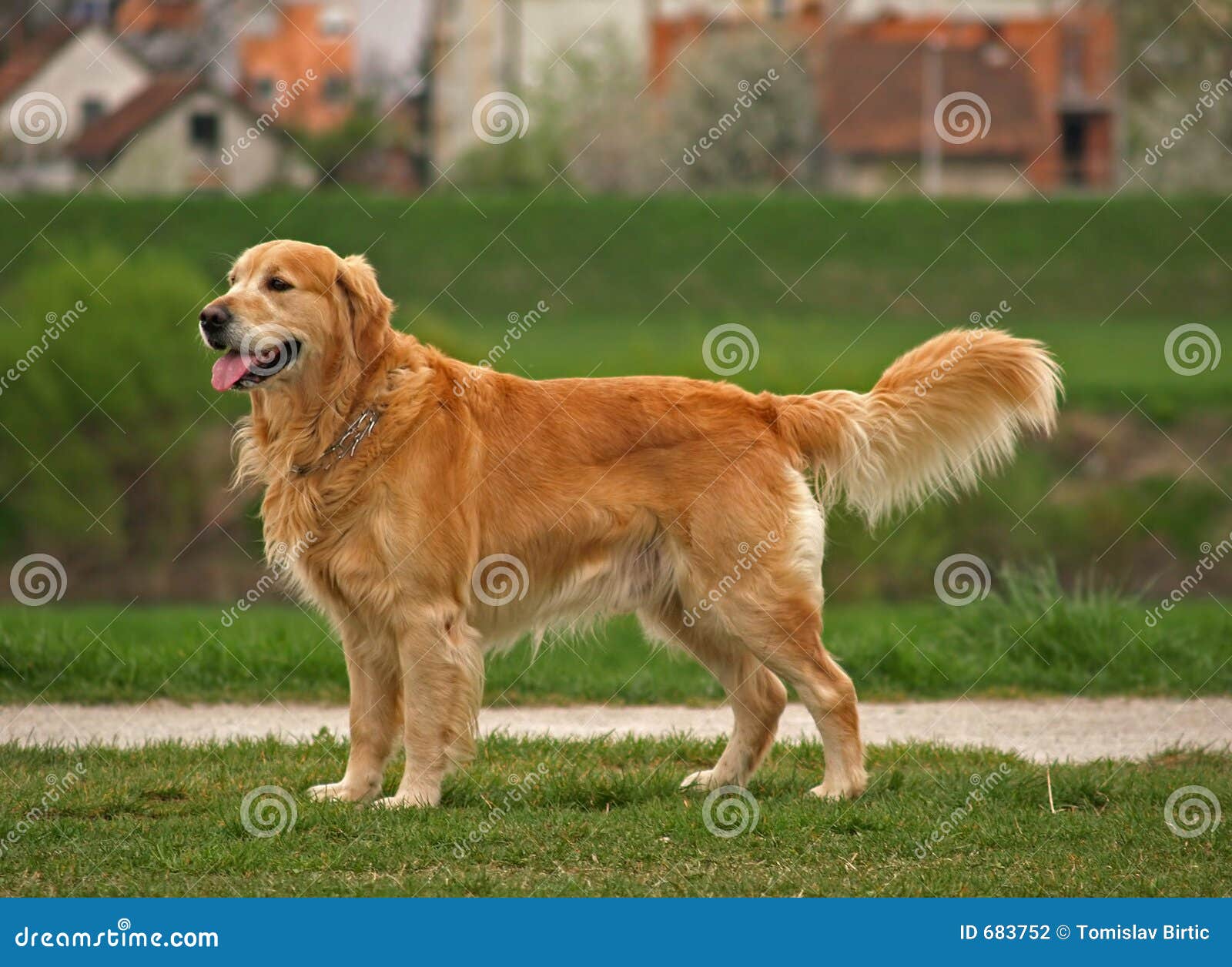 Get two golden retrievers kissing