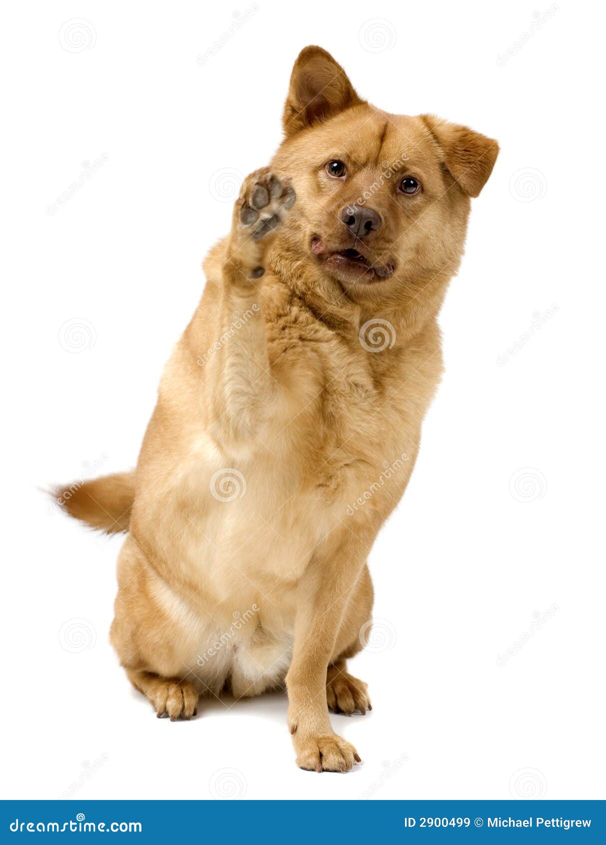 dog-high-five-2900499.jpg