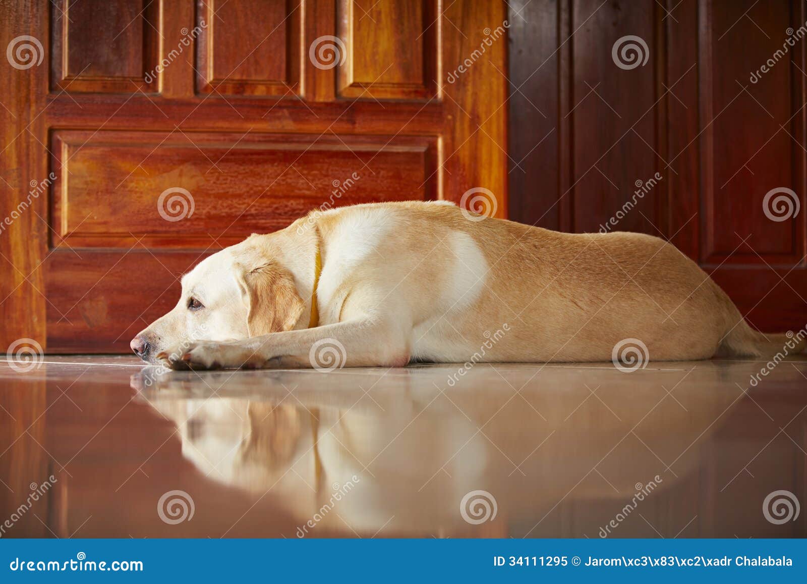Dog At Home Royalty Free Stock Photo - Image: 34111295